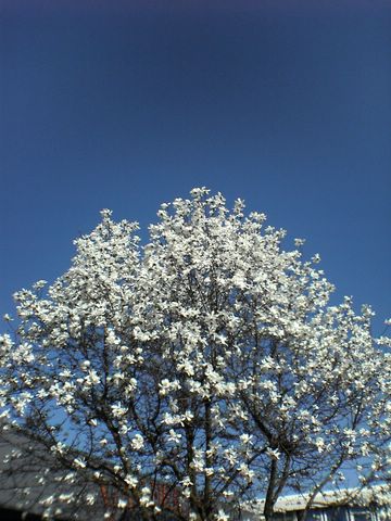 DSC00217.JPG