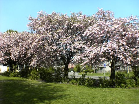 DSC00235.JPG