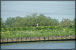 PICT0810.JPG