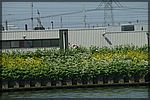 PICT0831.JPG