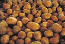 aardappelen-potatoes (6K)
